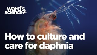 Caring and Culturing for Daphnia [upl. by Renita]