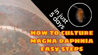 How to Culture Magna Daphnia Easily [upl. by Islehc]