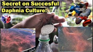 How to Culture Daphnia Successfully [upl. by Patricia]