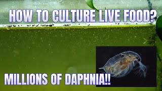 How to Culture Daphnia Secret Method to Breed MILLIONS  Simply Aquatic [upl. by Nafets201]