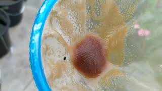 How to culture daphnia moina in a small container Part 1 English Subtitle [upl. by Annaeerb]