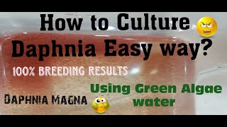 Daphnia MagnaHow to Culture Daphnia Easy wayCulturing Daphnia using Green water Daphnia [upl. by Farnsworth]