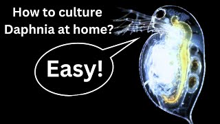 BEST Live Fish Food Beginner guide How to Culture Daphnia at home [upl. by Frydman]