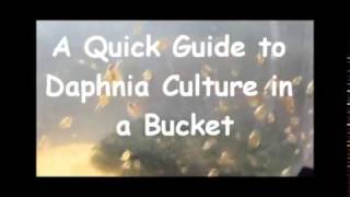 How to culture daphnia outside [upl. by Nonie]