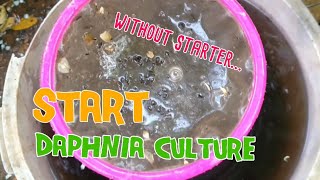 How to culture daphnia moina the easy way 1  Starting the Daphnia culture [upl. by Mischa]