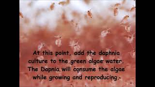 Daphnia  How to grow daphnia in your home [upl. by Claire837]