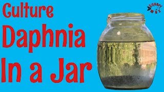 How to Culture Daphnia in a Jar [upl. by Fredia]