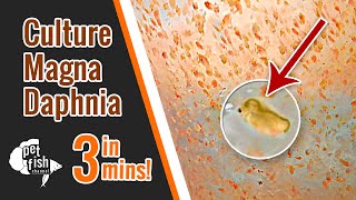 How to culture DAPHNIA MAGNA  The easy way [upl. by Araccot]