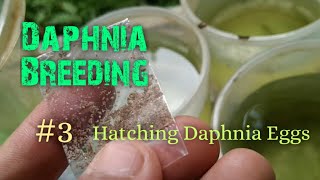 Daphnia Culture made simple and easy 3  Hatching Daphnia eggs [upl. by Ewen]