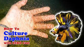 How to Culture Daphnia with ZERO Cost  Unlimited Live Food For Our Fish [upl. by Sebbie]