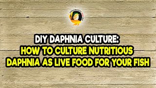 DIY Daphnia Culture How to Culture Nutritious Daphnia as Live Food for Your Fish [upl. by Assirrak]