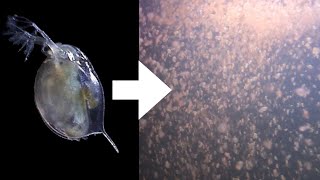 How I Culture Daphnia [upl. by Teddi]