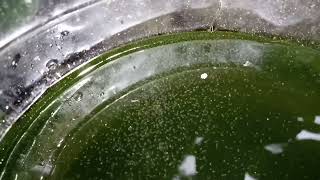 DAPHNIA MOINA CULTURE IN A SMALL BUCKET [upl. by Kcira]