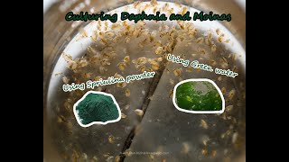 How To Culture Daphnia and Moinas using Green Water Spirulina powder [upl. by Sillek342]