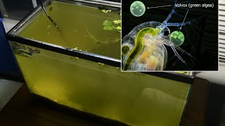 Raising Daphnia for the Freshwater Aquarium [upl. by Sadinoel138]