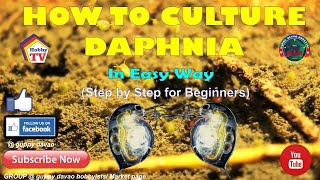 HOW TO CULTURE DAPHNIA In Easy Way [upl. by Nicoli]